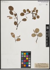 Foto von Salix reticulata L.